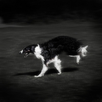 Picture of borzoi running