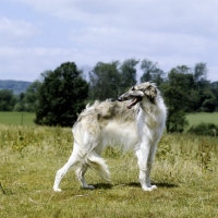Picture of borzoi standing in a field