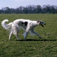Picture of borzoi trotting along in a field