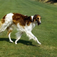Picture of borzoi walking on grass