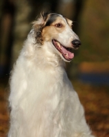 Picture of Borzoi