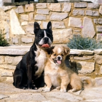 Picture of boston terrier and tibetan spaniel puppy