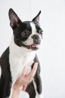 Picture of Boston Terrier being held up