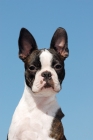 Picture of Boston Terrier, blue sky
