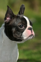 Picture of Boston Terrier, blurred background