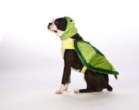 Picture of boston terrier dressed up