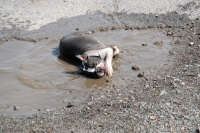 Picture of Boston Terrier enjoying a mud bath