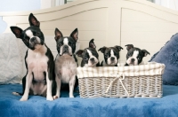 Picture of boston terrier family