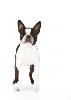 Picture of Boston Terrier front view on white background