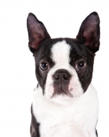 Picture of Boston Terrier front view portrait