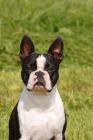 Picture of Boston Terrier front view