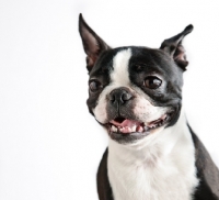 Picture of Boston Terrier grimacing