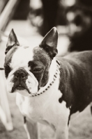 Picture of Boston Terrier in black and white