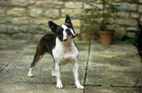 Picture of boston terrier in courtyard