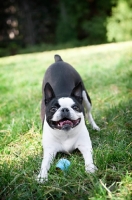 Picture of boston terrier in play bow