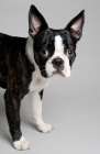 Picture of Boston Terrier in studio