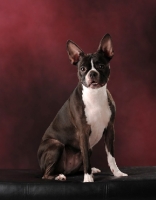 Picture of Boston Terrier in studio