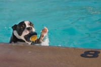 Picture of Boston Terrier in swimming pool