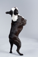 Picture of Boston Terrier jumping up