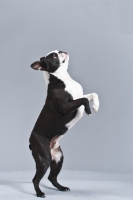Picture of Boston Terrier jumping up