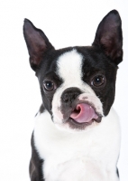 Picture of Boston Terrier licking lips