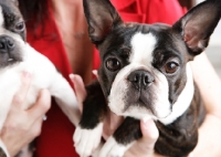 Picture of Boston Terrier looking at camera
