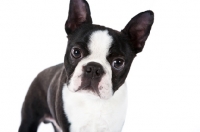 Picture of Boston Terrier looking at camera, on white background