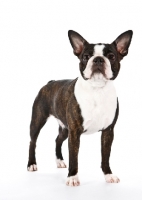 Picture of Boston Terrier looking confident on white background