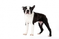 Picture of Boston Terrier looking confused on white background