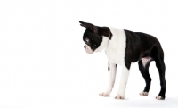 Picture of Boston Terrier looking down on white background