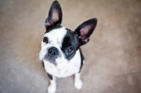 Picture of Boston Terrier looking up at camera with head tilted.