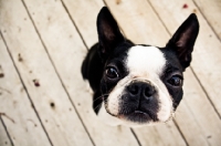 Picture of Boston Terrier looking up at camera on deck