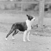 Picture of boston terrier looking up