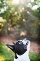 Picture of Boston Terrier, looking up