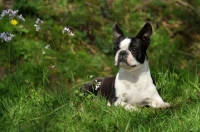 Picture of Boston Terrier lying down on grass