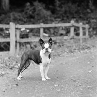 Picture of boston terrier on a track