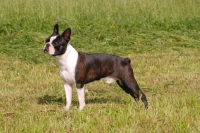 Picture of Boston Terrier on grass