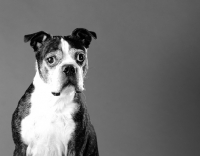 Picture of Boston Terrier on grey background