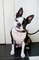 Picture of Boston Terrier on lead sitting indoors.