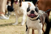 Picture of Boston Terrier on lead