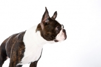Picture of Boston Terrier on white background, looking alert