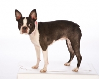 Picture of boston terrier on white background