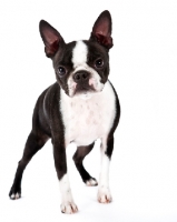 Picture of Boston Terrier on white background