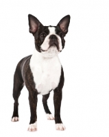 Picture of Boston Terrier on white background