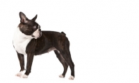 Picture of Boston Terrier on white background