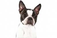 Picture of Boston Terrier on white background, portrait