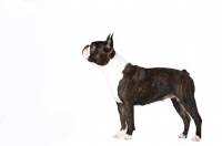 Picture of Boston Terrier on white background, looking ahead