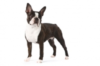 Picture of Boston Terrier on white background
