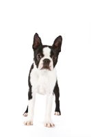 Picture of Boston Terrier on white background, front view
