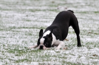 Picture of Boston Terrier playing in the snow